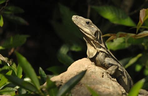 Belize Reptiles