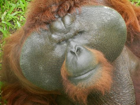 Orangutan Orangutan Great Ape Borneo