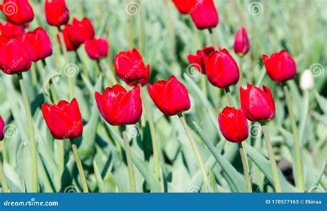 Tulips A Bulbous Spring Flowering Plant With Boldly Colored Cup Shaped
