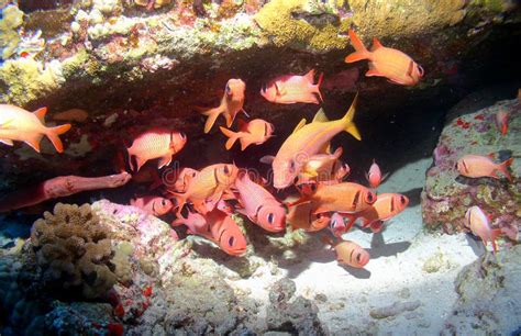 Colorful School Of Fish On A Maui Reef Stock Photo Image Of Fish