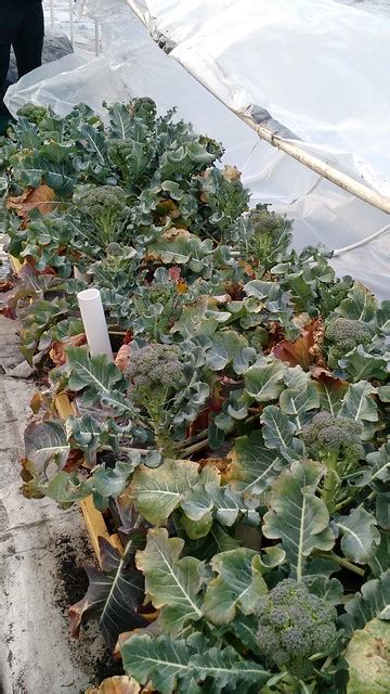 How To Grow Fresh Broccoli Harvest Under A Greenhouse Brooklyn Farm Girl