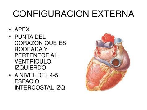 Ppt Anatomia Del Corazon Powerpoint Presentation Free Download Id