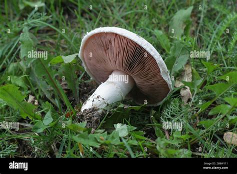 Agaricus Campestris Commonly Known As The Field Mushroom Or In North