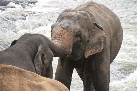 Beautiful Dangerous Wild Animals Pets Of Africa Elephant Game