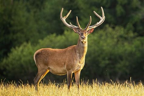 Deer Migration Is Driven By Springtime Vegetation Patterns