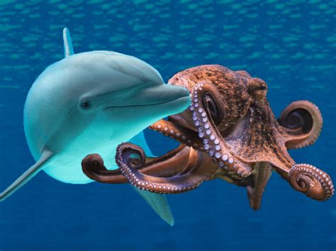 Dolphins Vs Octopuses Showdown In The Sea Brains On