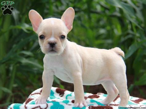 3456 x 1729 jpeg 670 кб. Monicea: French Bulldog Puppy Teacup