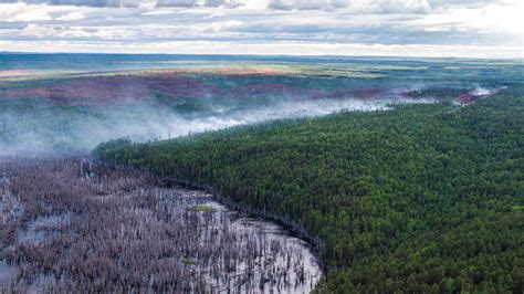 Climate Emergency In Russian Forests In Photos Greenpeace International