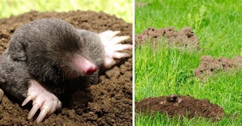 Effective Ways To Get Rid Of Moles And Voles