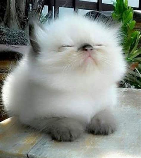 18 Of The Fluffiest Cats On The Planet Fluffy Kittens Cute Animals