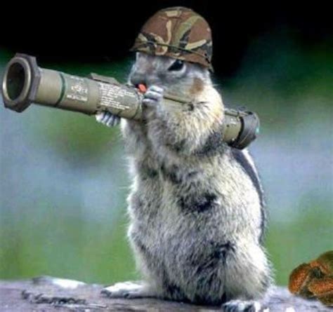 Funny Warrior Squirrel Picture Squirrel Funny Squirrel Memes