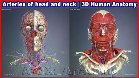 The carotids reside beneath the skin on either side, and the pulse can be felt easily with your. Arteries of head and neck | 3D Human Anatomy | Organs ...