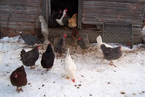 This variety of poultry birds reared under backyard poultry farming are namely, vanaraja, giriraj, kuroiler, kalinga brown and carigold etc. Start Raising Chickens | Beginning Farmers