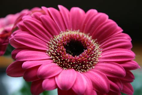 Gerber Daisy Gerber Daisy Portrait Photograph By Juergen Roth In