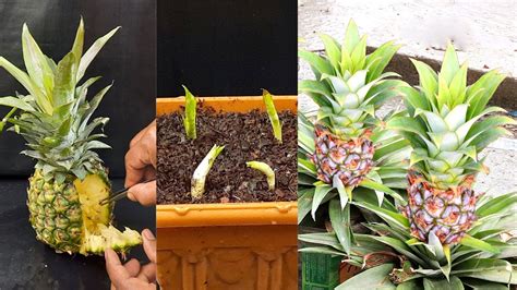 How To Grow A Pineapple Plant From Seeds Growing Pineapples Fruit