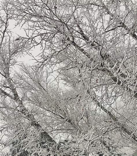 Snowfall Photograph By Rylea Wyrick Fine Art America