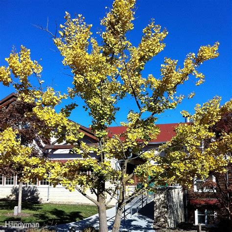 A Tree With Yellow Leaves In Front Of A House