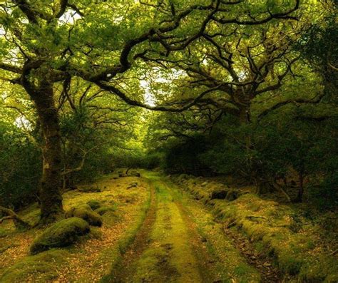 Tomies Wood In Killarney National Park Is One Of Irelands Most Ancient