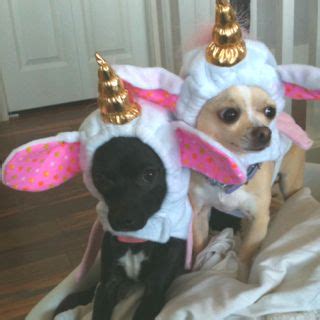 Explore puppies and unicorns's (@puppies_and_unicorns) posts on pholder | see more posts from u/puppies_and_unicorns about random u/puppies_and_unicorns. Baby Unicorns (With images) | Baby unicorn, Puppies, Pets