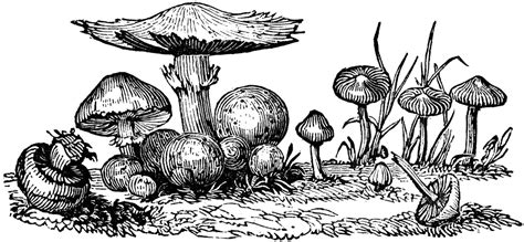 Mushroom Free To Use Clipart Clipart Library Clip Art Library