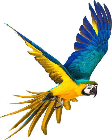 Download Flying Parrot Png Images Download Hq Png Ima