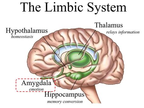 The Limbic System Amygdala The Reign Of The Brain