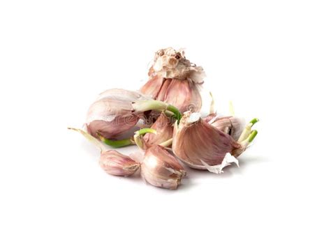 Whole Garlic Clove Isolated On White Background Top View Stock Image