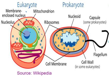 GCSE Biology Revision Notes: Cell Biology Complete Revision in 2020 | Eukaryotic cell, Biology ...