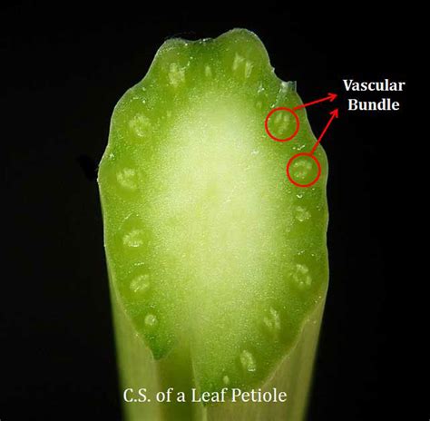 Structure And Classification Of Vascular Bundles In Plants