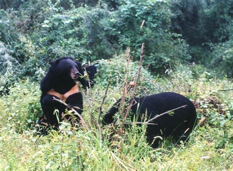 Moon Bears Rescued From Chinese Bear Bile Farms By Animal Flickr