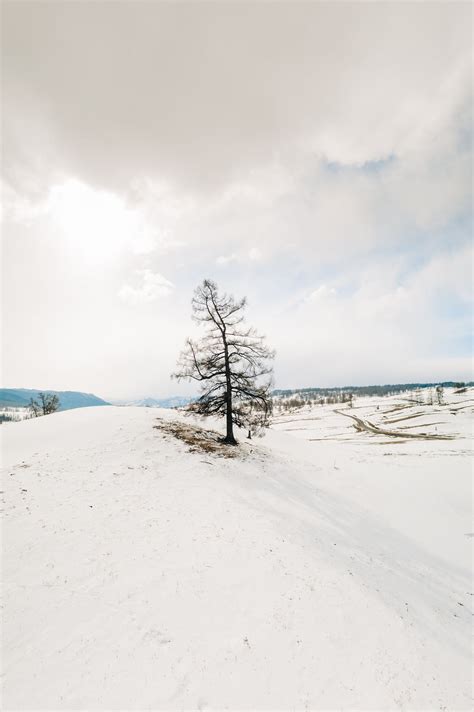 Snow Covered Field And Trees Under White Clouds And Blue Sky · Free
