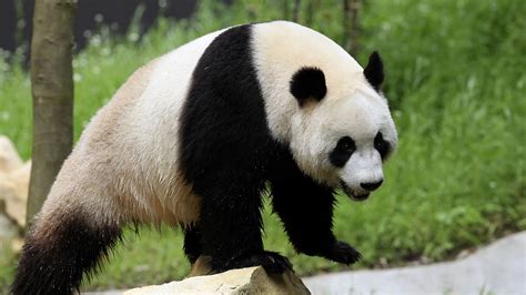 39 Panda Bear Wallpapers Wallpaperboat