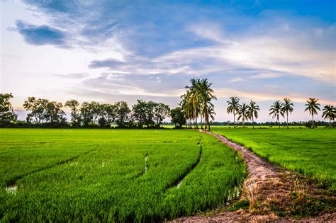 Rice Field Hd Wallpapers Backgrounds