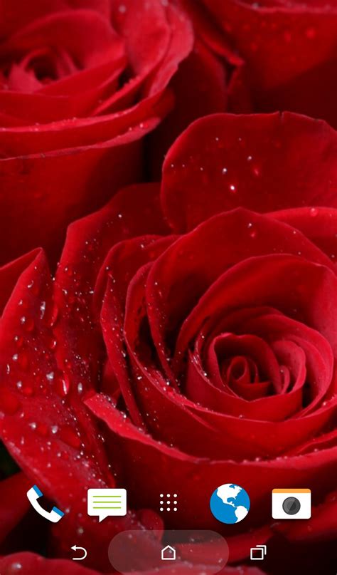 Aesthetic flower wallpapers for free download. New Gulab Wallpaper