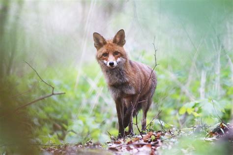 Filefuchs Wikipedia Wikimedia Commons