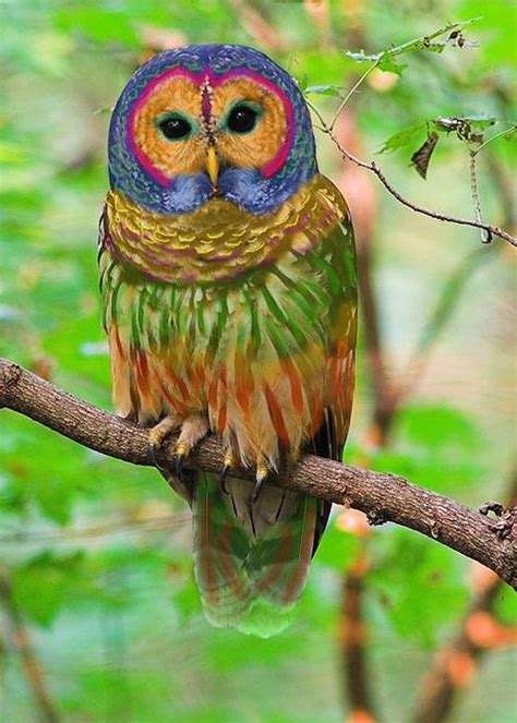 Rainbow Owl Yes It Is A Real Bird Animals Beautiful Pet Birds Owl