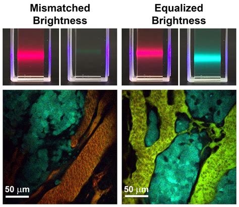 Brightness Equalized Quantum Dots Improve Biological Imaging