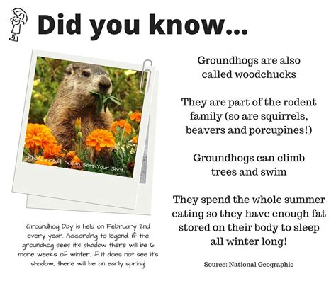 Learn These Fun Facts About Groundhogs Summer Eating Fun Facts Groundhog Day