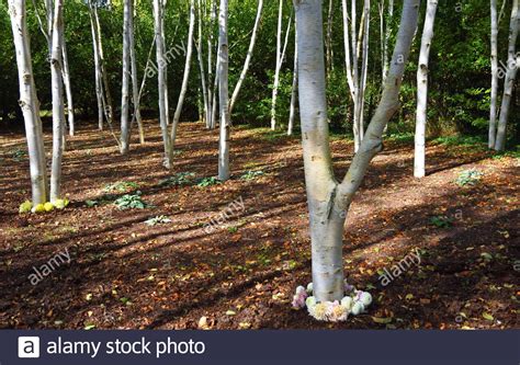 White Birch Trees In Garden Hi Res Stock Photography And Images Alamy
