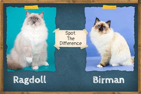 Birman Vs Ragdoll Spot The Difference Zooawesome