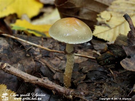 Світ грибів України Leratiomyces Squamosus