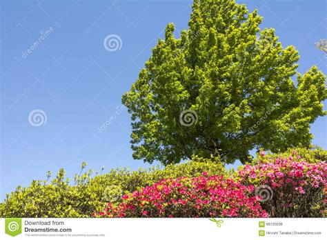 Azalea And Trident Maple Stock Photo Image Of Flowery 66120538