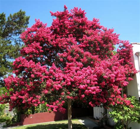 Crepe Myrtle Sioux — Tree Sales