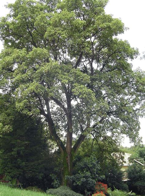 2 A 20 Year Old Tree Of Erythrina Brucei From The College Of Natural