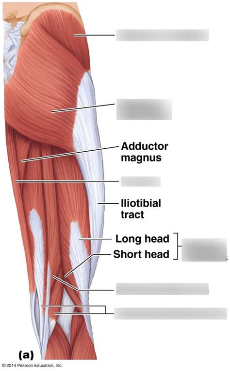 Leg Muscles Diagram Lower Leg Muscles Diagram Human Anatomy Body