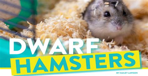 Dwarf Hamsters Sb Magazine