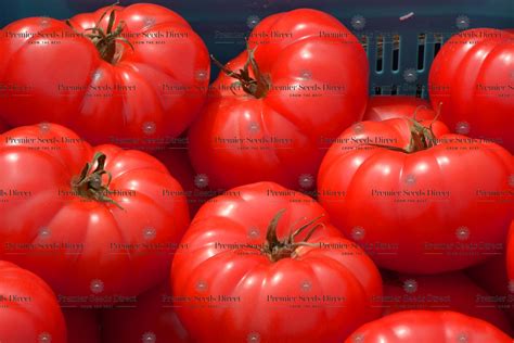 Tomato Beefmaster F1 Tomato Premier Seeds Direct Ltd