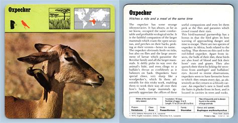 Oxpecker Birds 1970s Rencontre Safari Wildlife Card