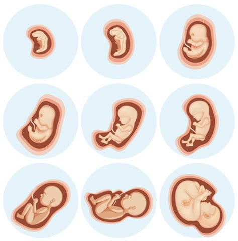 Embryo Cartoon