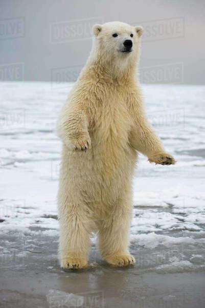 Young Polar Bear Ursus Maritimus Standing On Hind Legs Bernard Spit